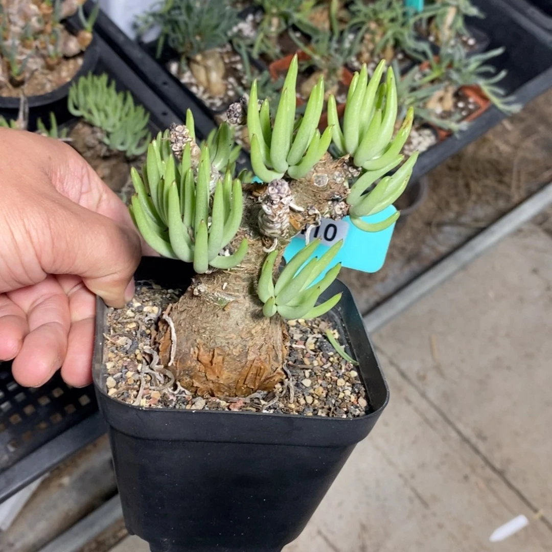 白象多肉植物一个