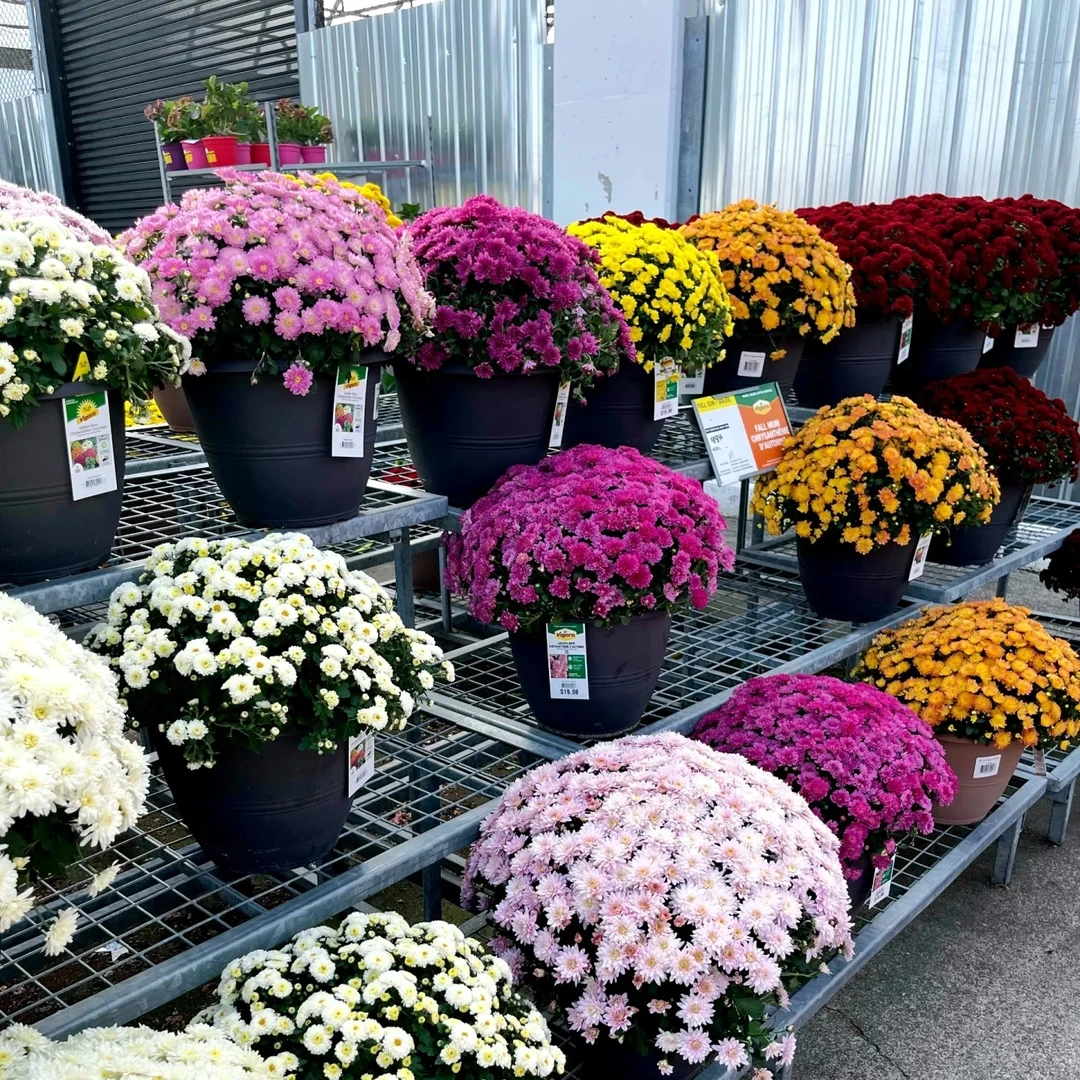 【福利球菊】盆栽花苗易爆盆适合阳台庭院种植好养多年生花卉