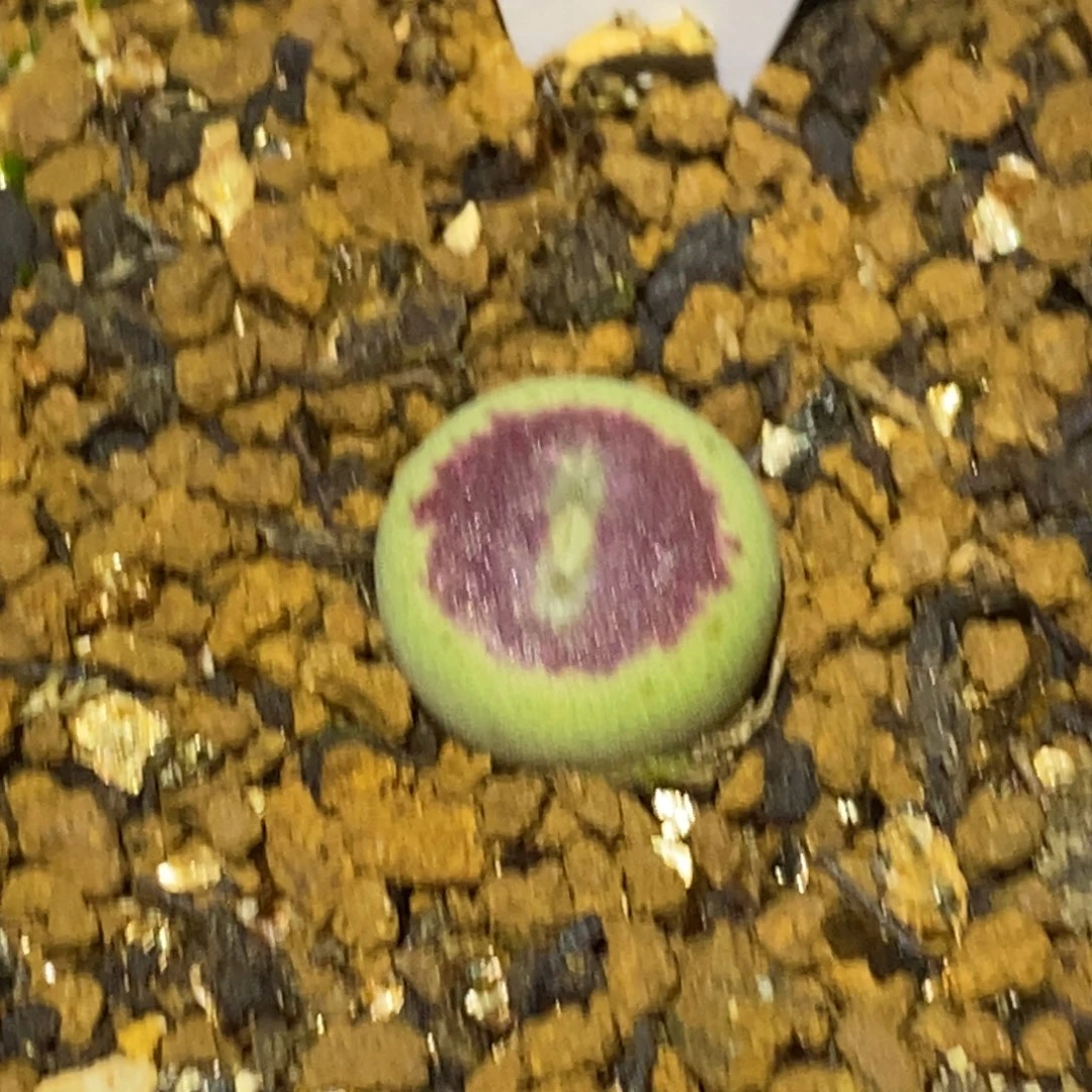 好看好看墨杂一颗优选