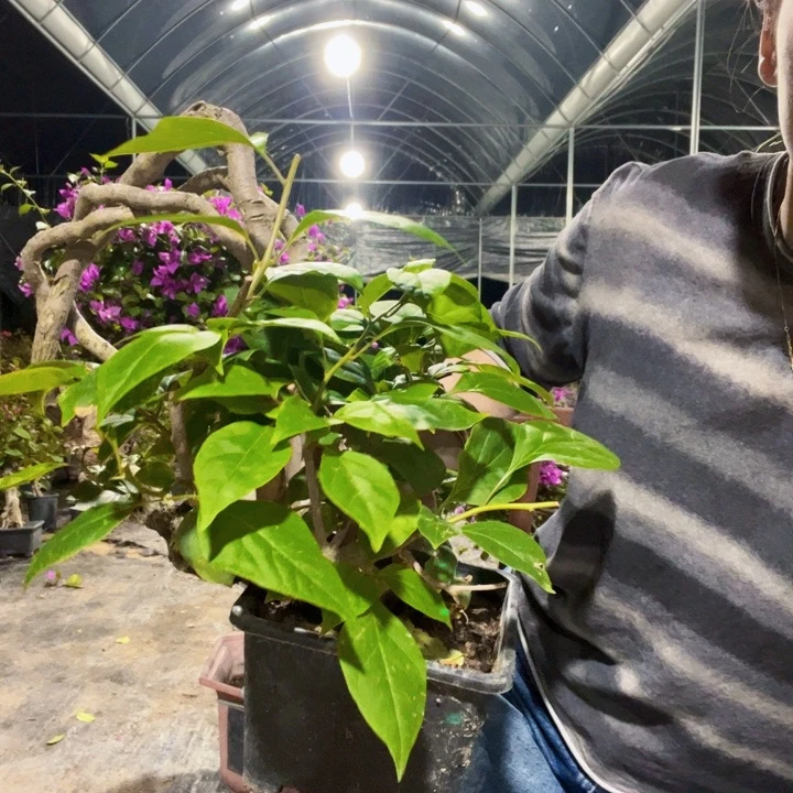 当前无花栽培后可以开花