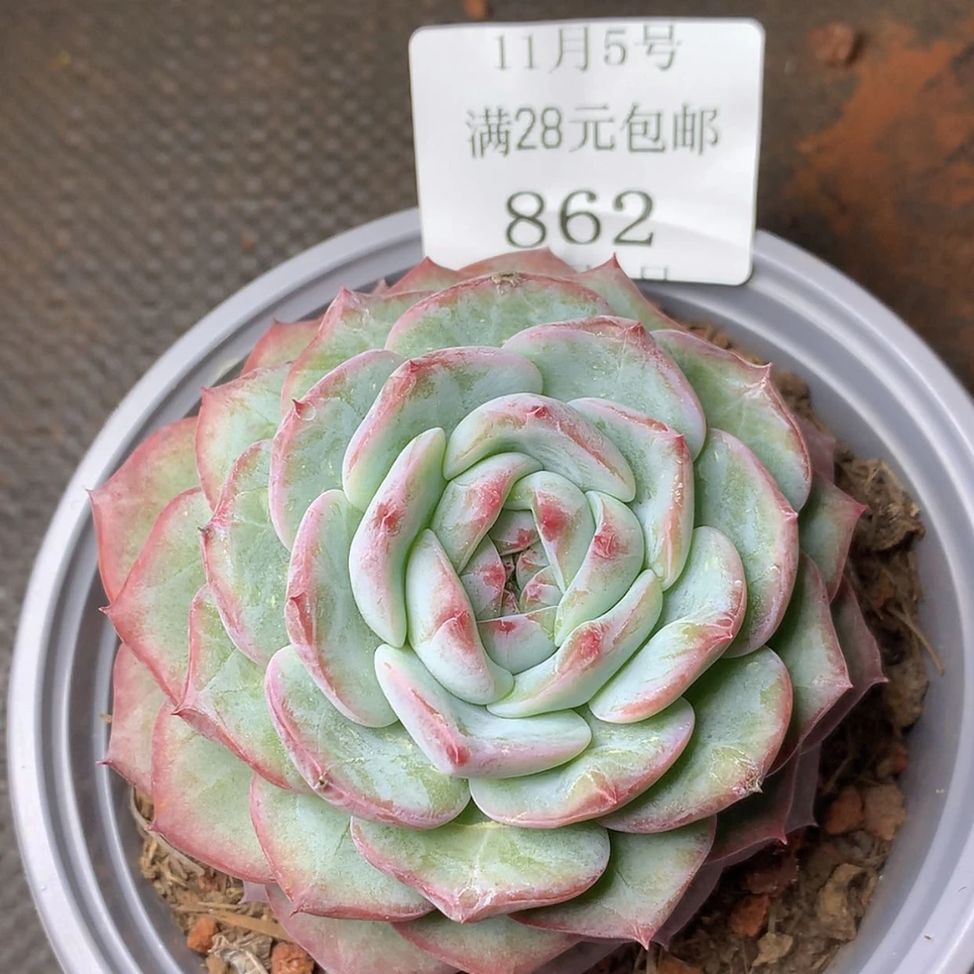 【闪购商品】云862号