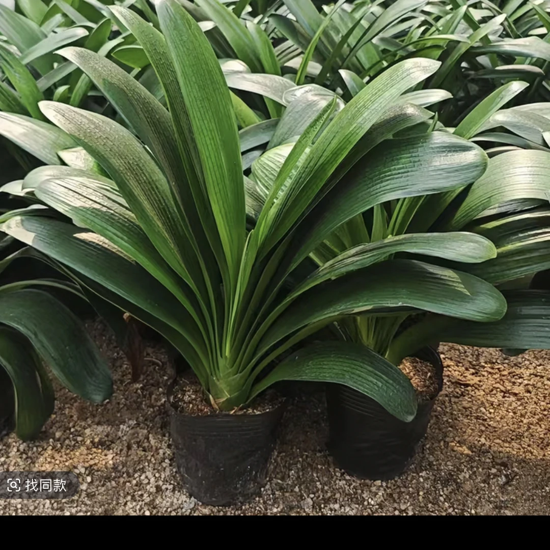 【当年开花】君子兰大苗盆栽绿植基地原盆原土好养基地直发