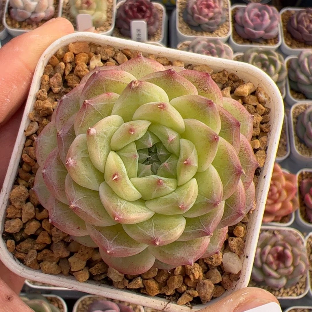 ?****r339 多肉植物组合盆栽