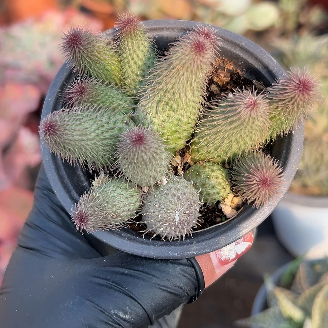 多肉植物啊修罗群