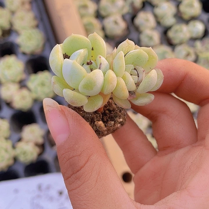 取***难精品2号筐子不用管