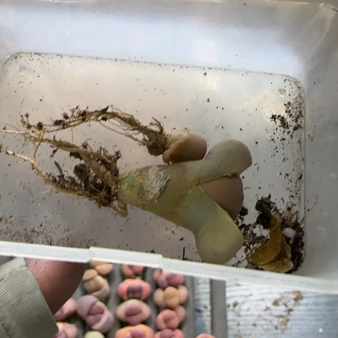 大*侠3.24 辛然园艺8154饼干2腿