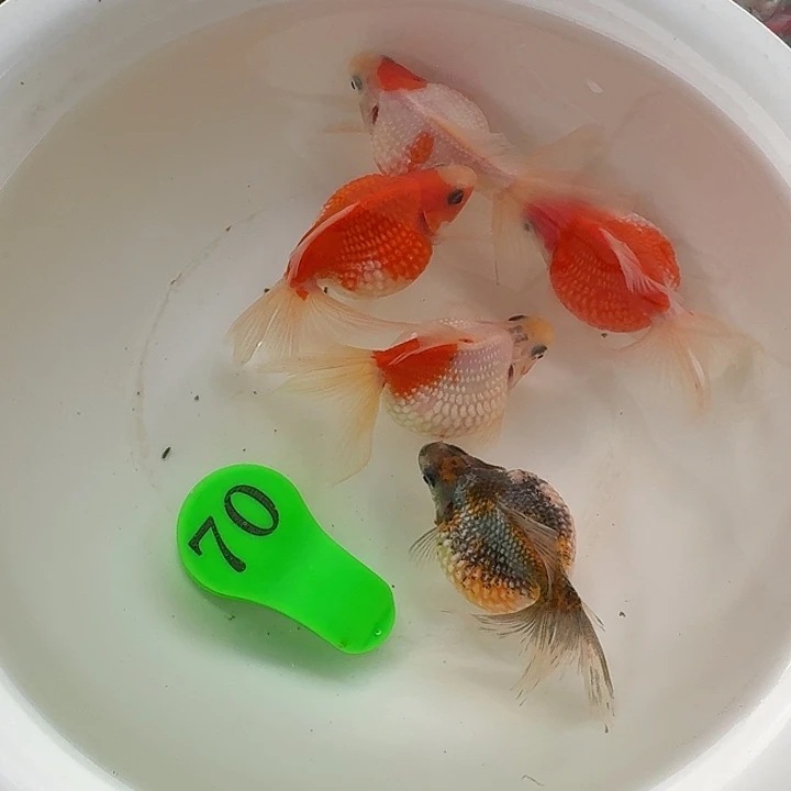 金鱼包邮包活到家