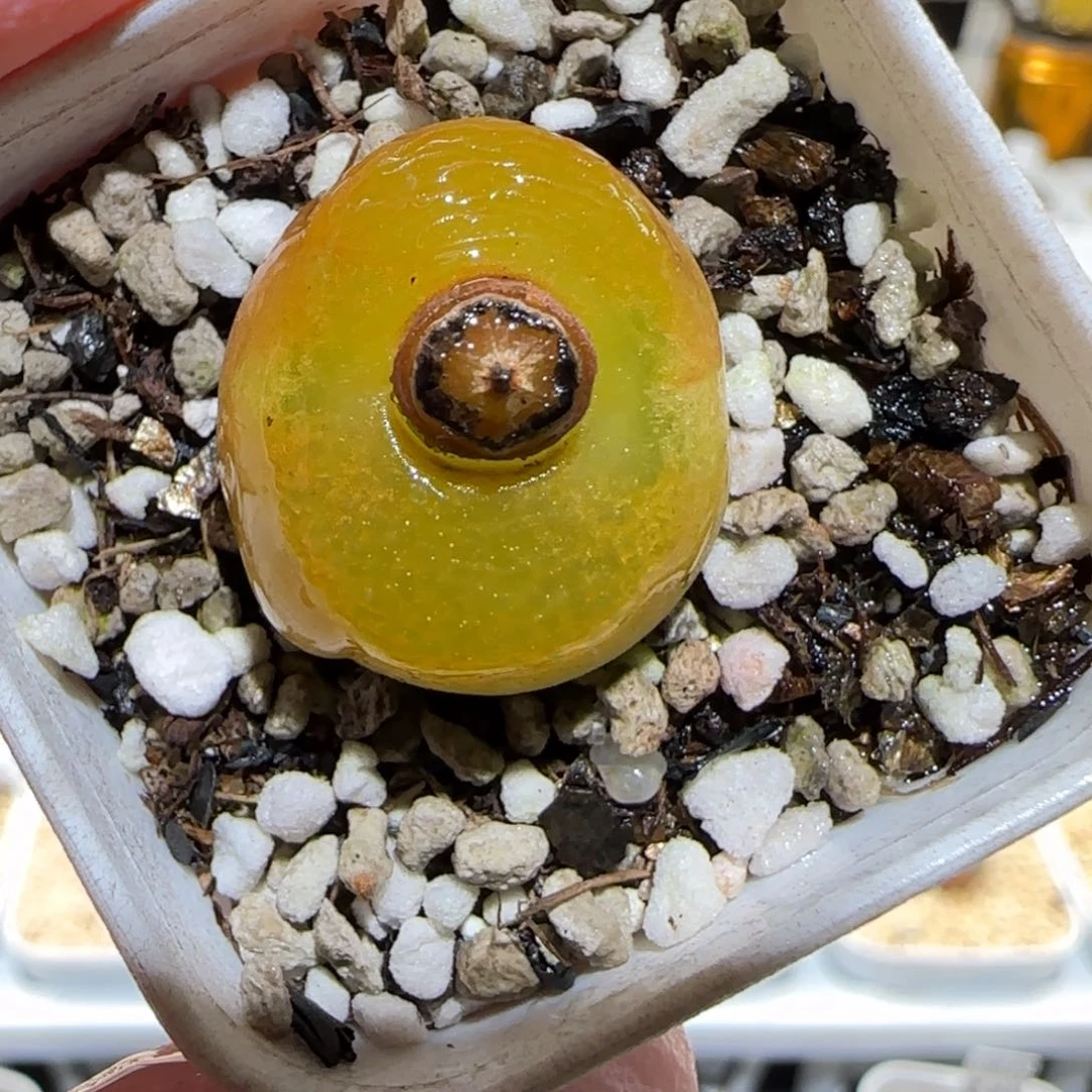 肉锥多肉植物百科-623