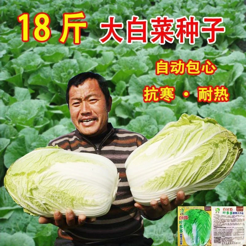 冬储十八斤大白菜东北秋菜种子秋季播种包心白菜冬储酸菜大白菜籽