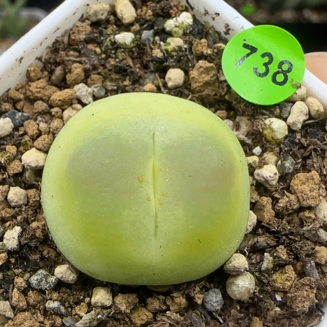 拉登2.38点多肉植物738