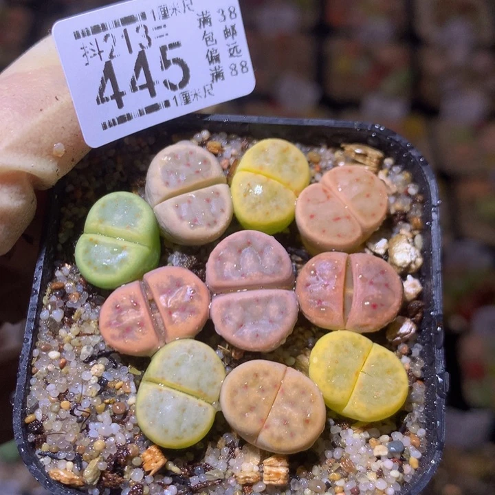 吴****使精品生石花213.445