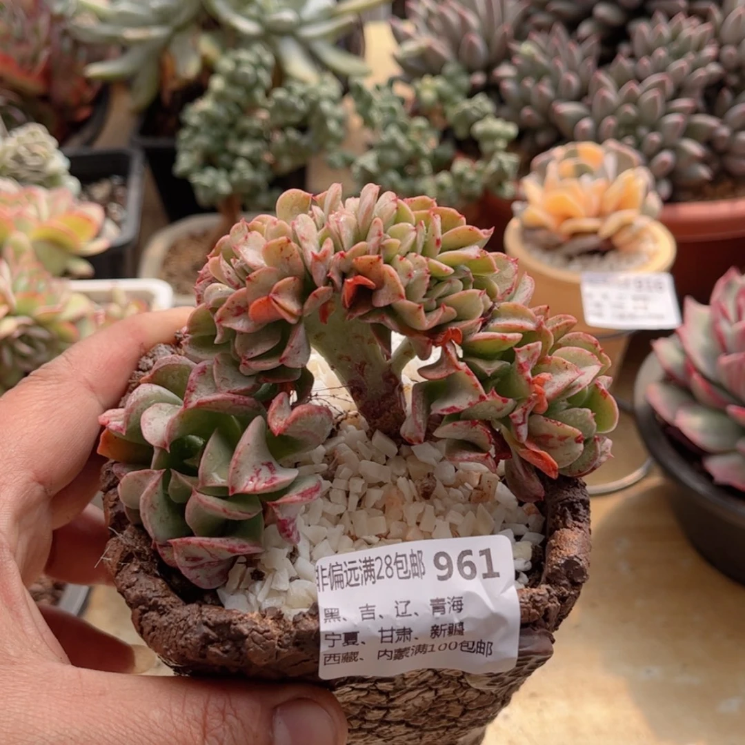 【闪购商品】961黑鹰缀