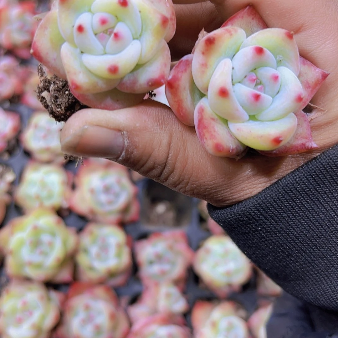 白拉糖5个19包邮