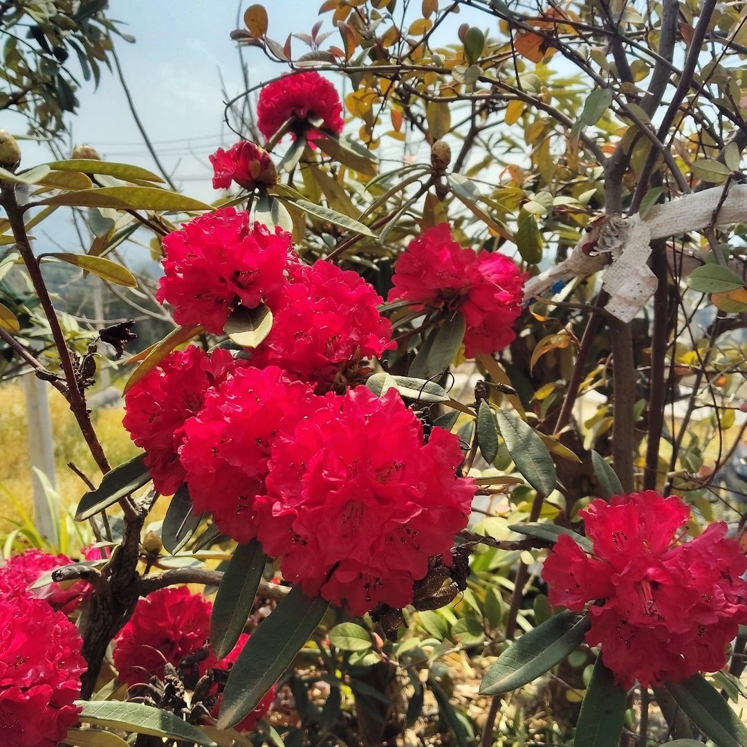 高山杜鹃马缨花大红花喜庆漂亮适合庭院造景
