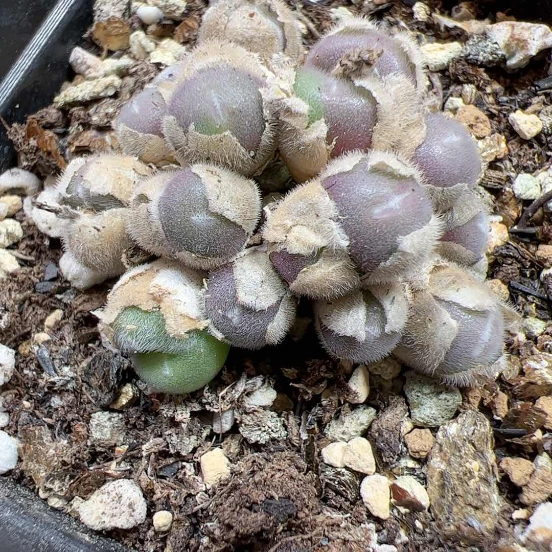 【闪购商品】389 紫毛球