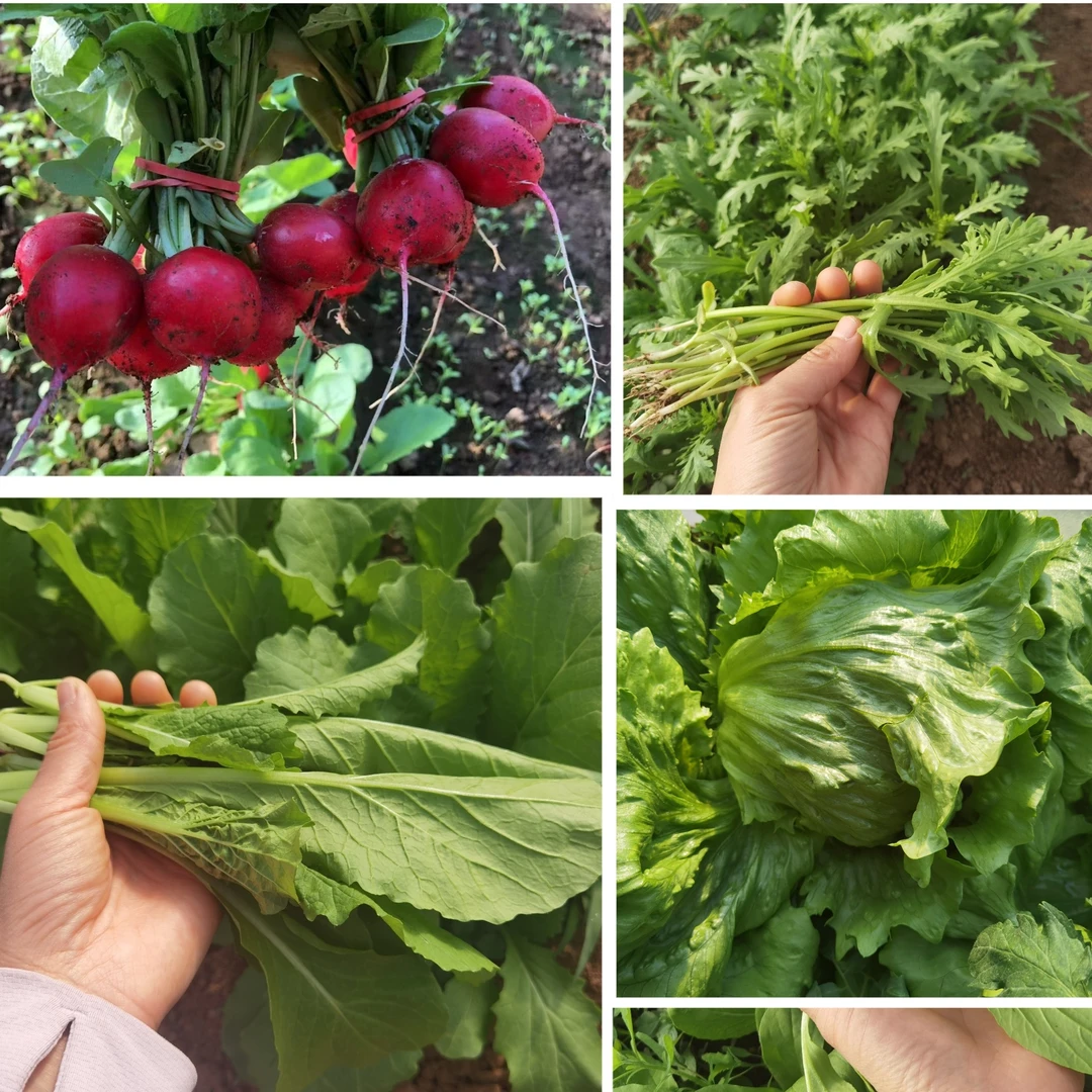 平谷老张家自种蔬菜组合（圆生菜蒿子秆樱桃萝卜小白菜共计重5斤）