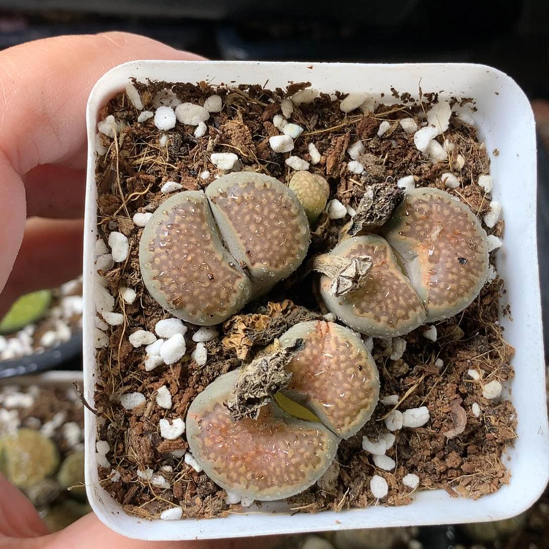 K335多肉植物保护