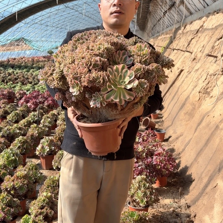 精品超大超大女郎缀化