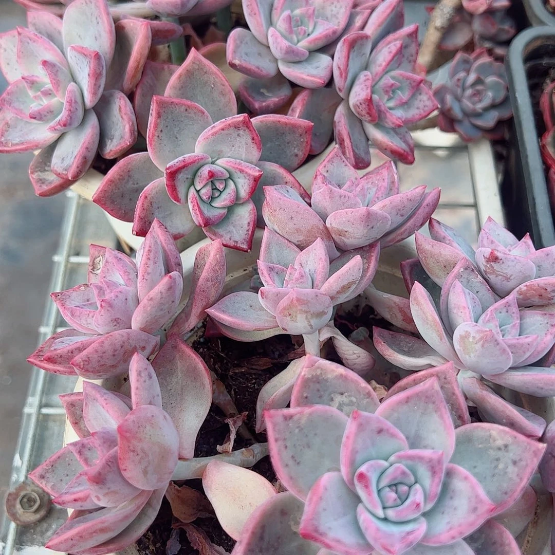 槟月多头群生老桩特价