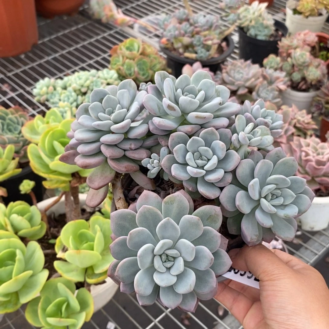 5926白露一物一拍