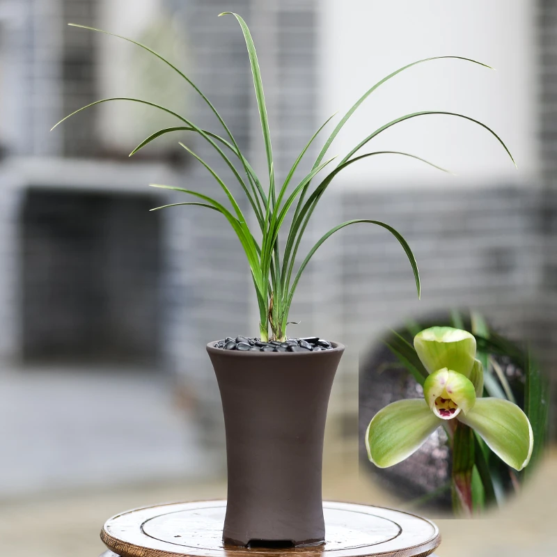 带花苞春兰中华一品梅室内观赏兰花盆栽浓香型绿植客厅阳台花卉