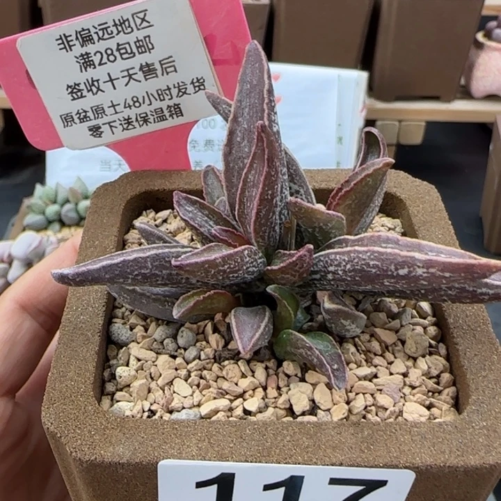 117花肌楞叶多肉植物