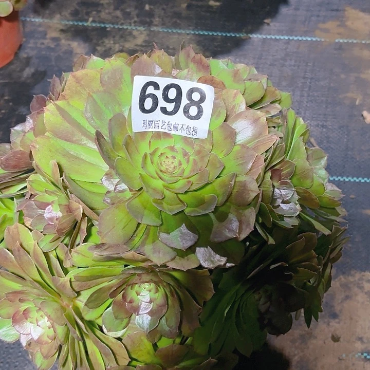 【闪购商品】不**续698花月夜2-12