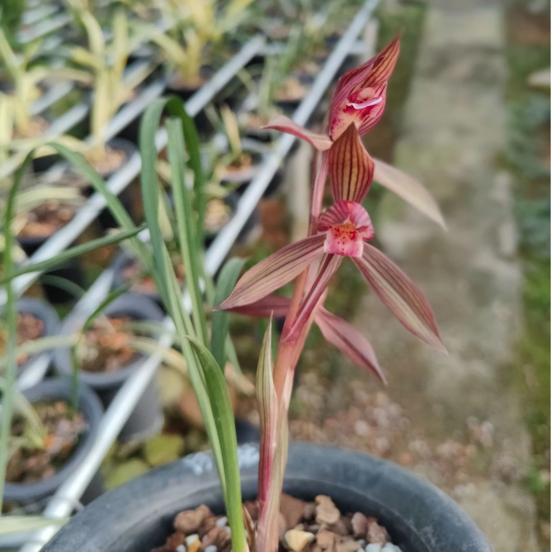 兰花春兰红花红素 品种