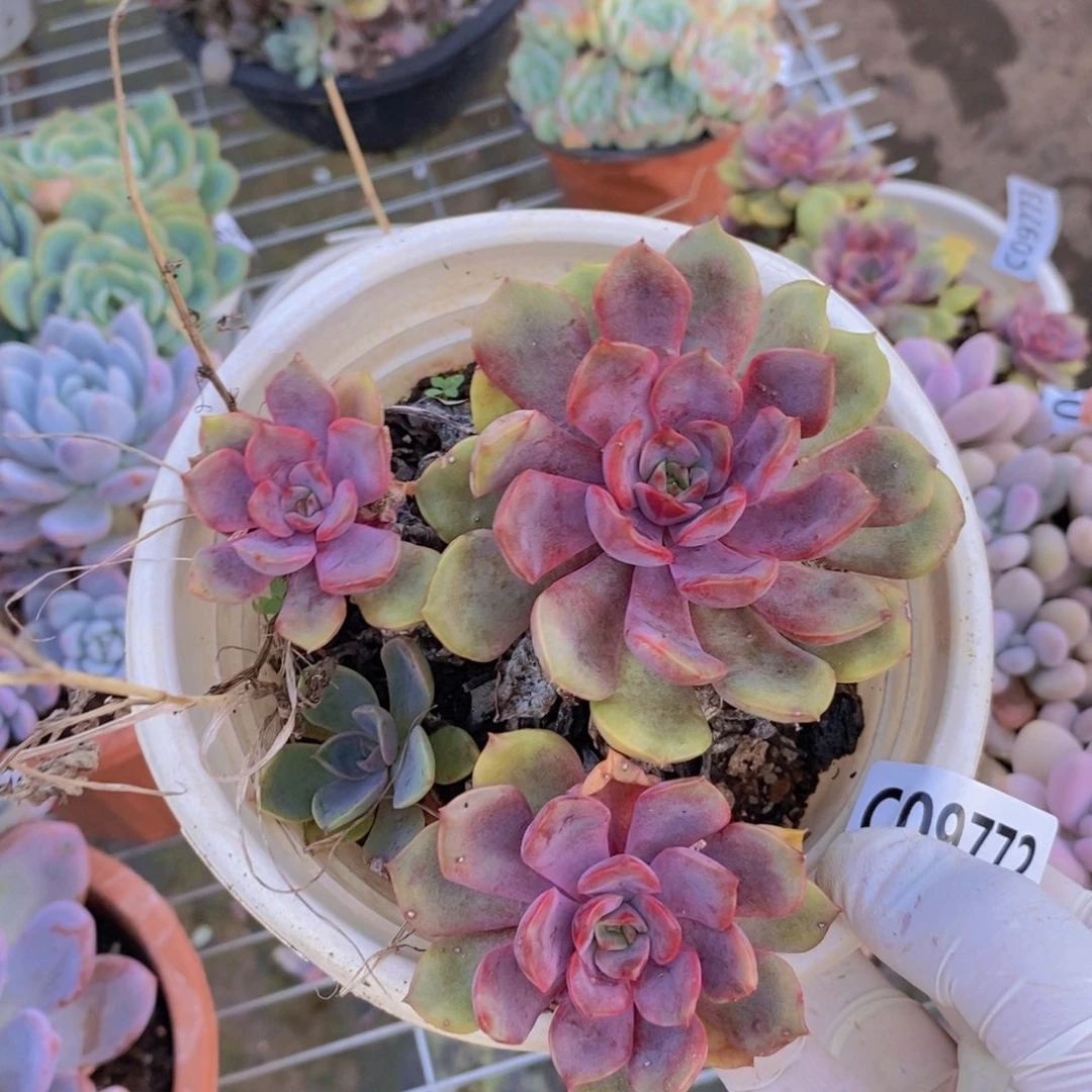 9772红玫瑰一物一拍