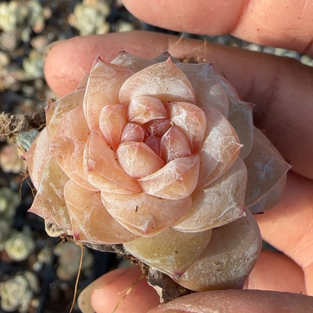 小卡拉米糖心一物一拍