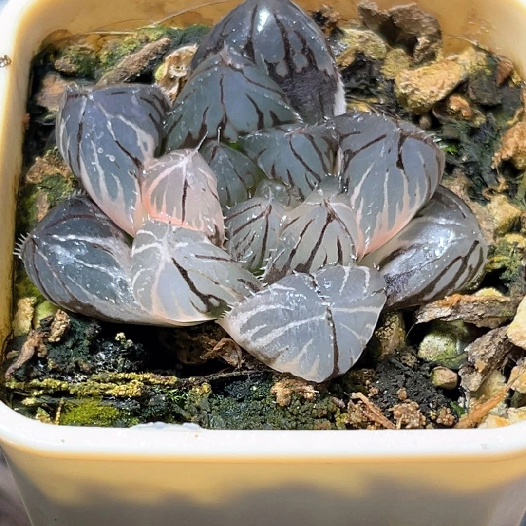 恭喜发财大吉大利4153