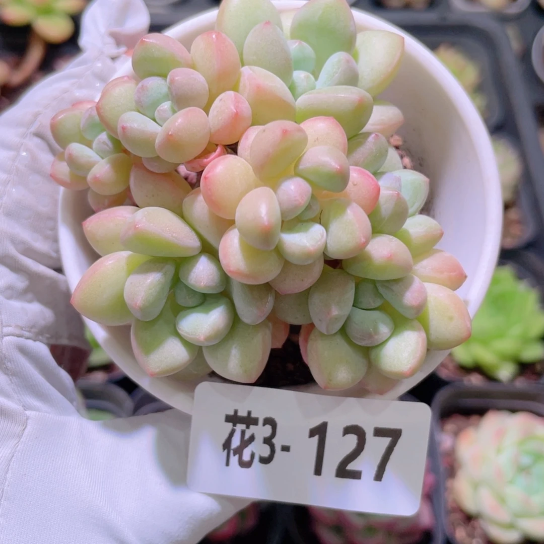 花利美 3-127泡泡糖