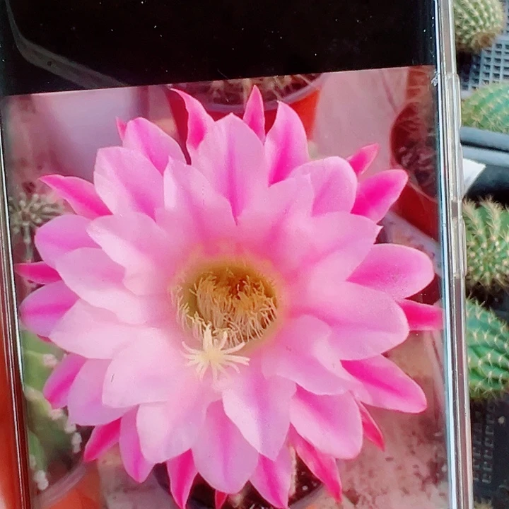 毛花柱诺尔斯侧芽拍一发二  四公分