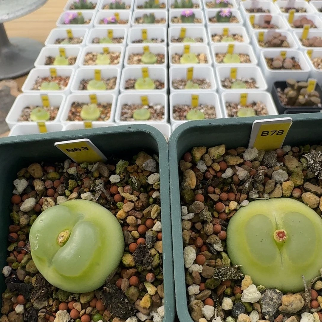 拉登脱土发货两盆