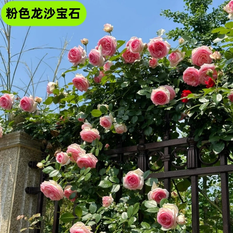 粉色龙沙宝石爬藤月季庭院拱门四季特大花