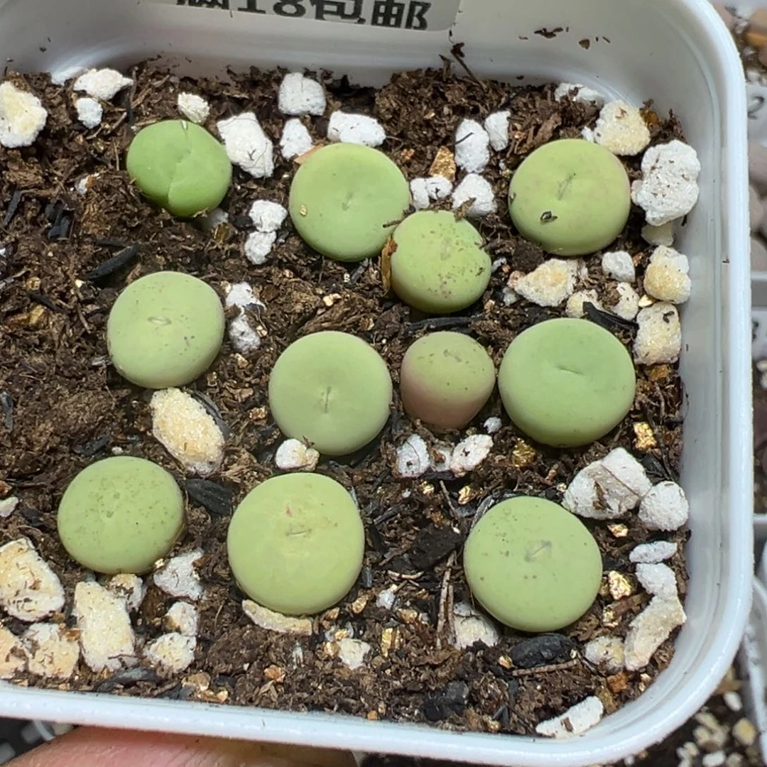 【闪购商品】 1151。