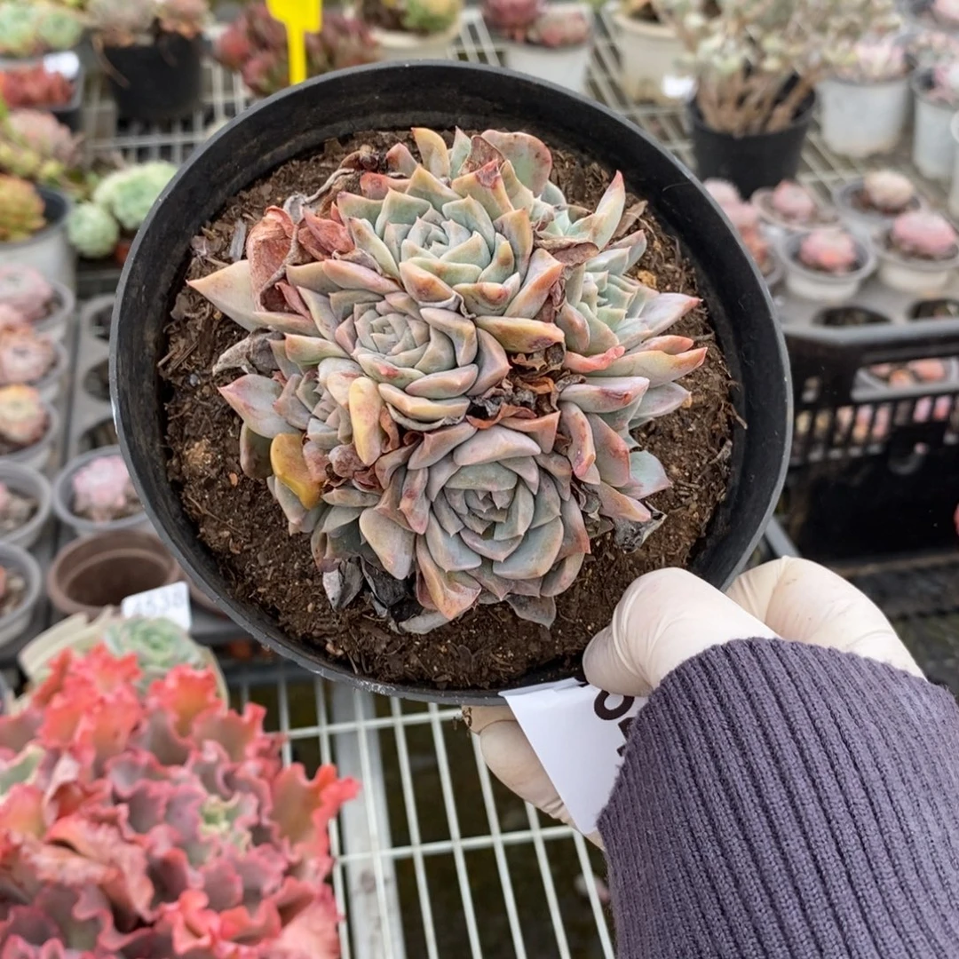 4541冰橙多头一物一拍