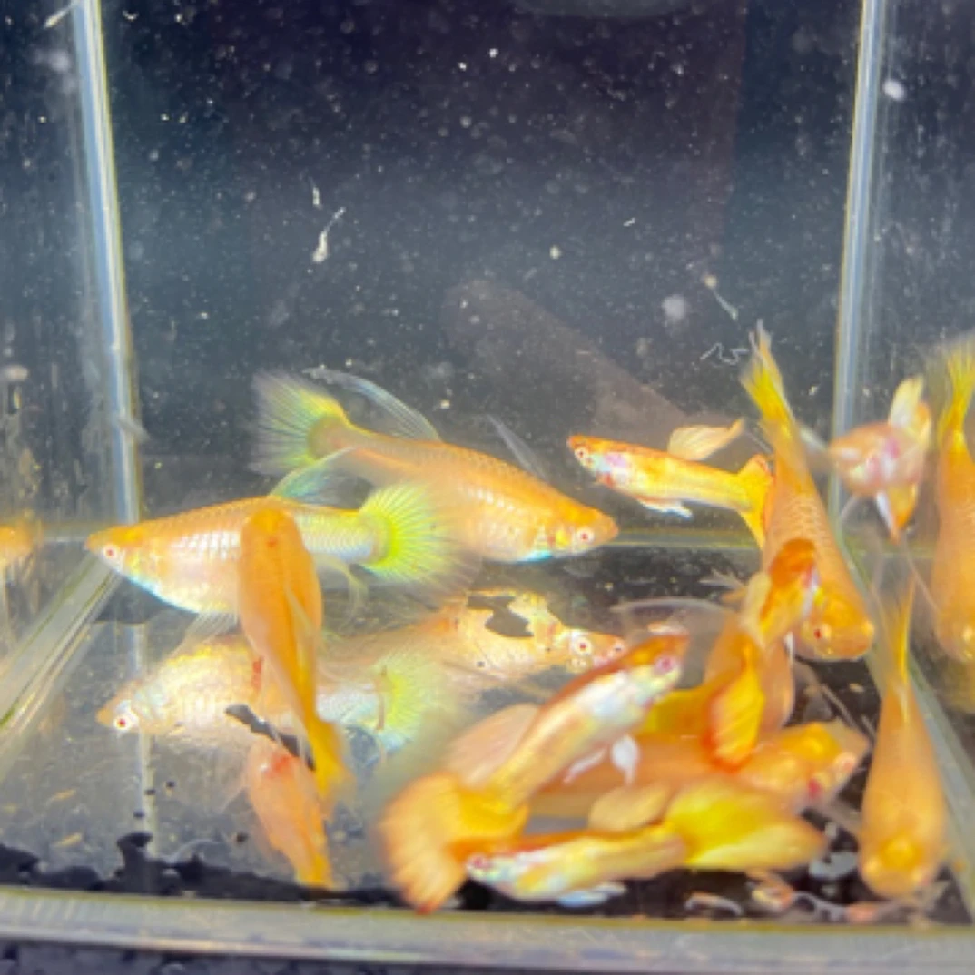 黄金礼服大c体孔雀鱼种鱼（入缸不包损）