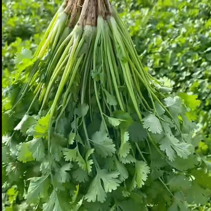 jj大油叶香菜种子今年新种今年新种