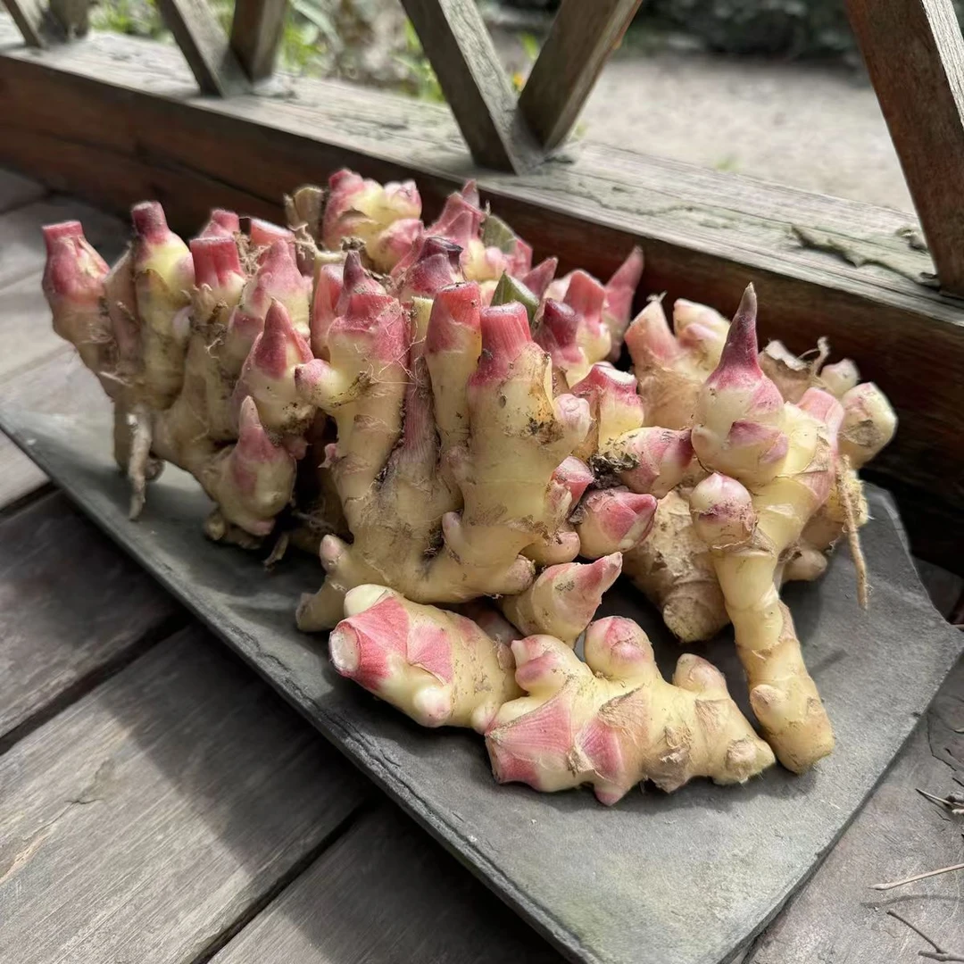 早安隆回麻塘山乡农村今年新货仔姜嫩姜生姜新鲜姜芽子