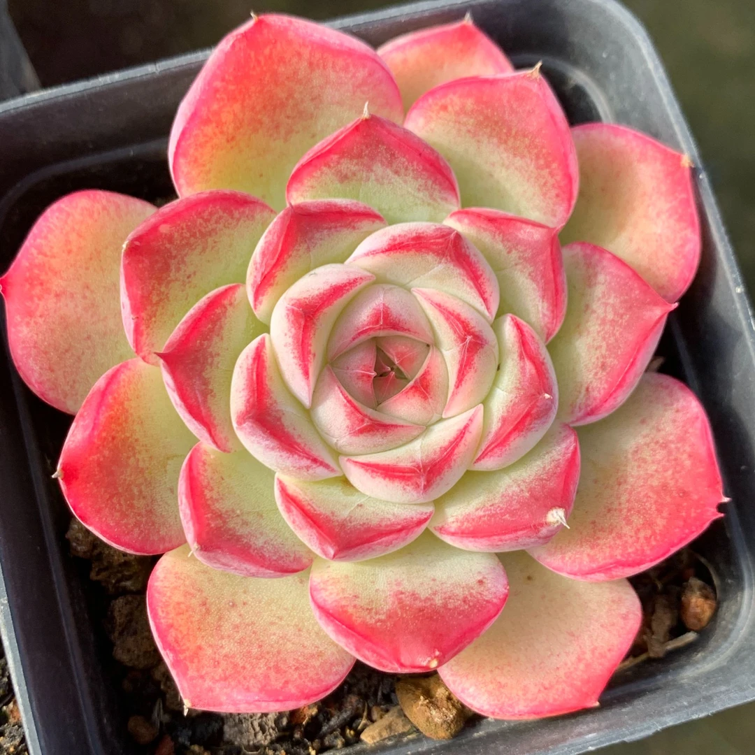 C十二花房一物一拍