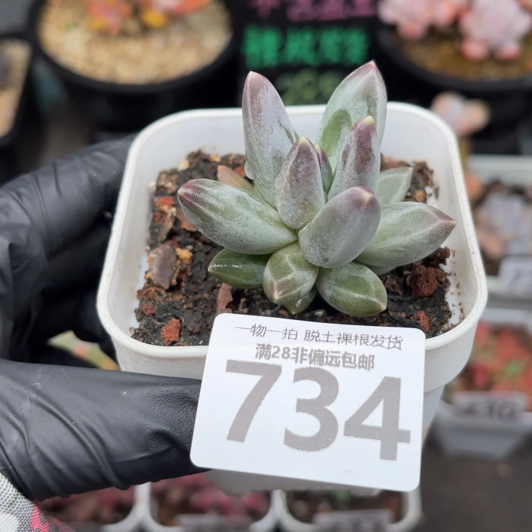 乌拉克拉单头无盆土发货