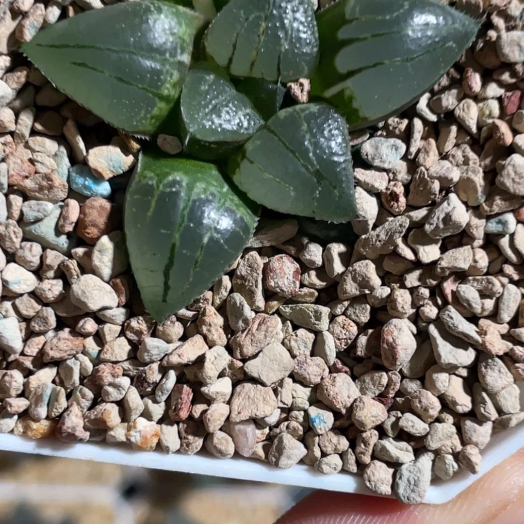 龙****?实生默认脱土发货