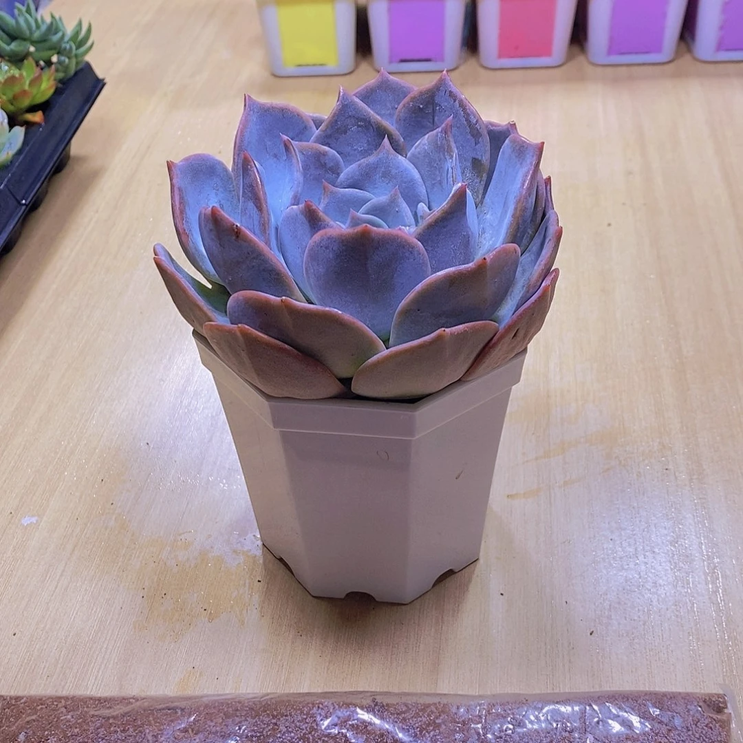 无花朵多肉植物露西娜120