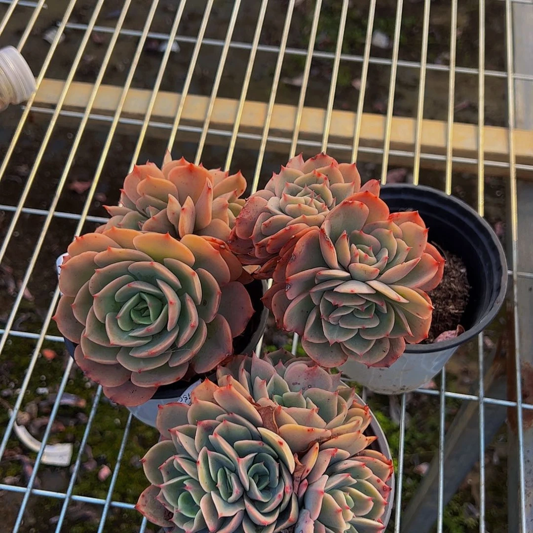 白雪公主缀化多肉