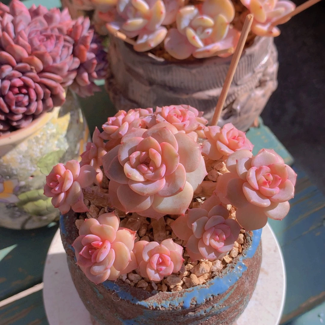 香雪海自然群无砍老桩