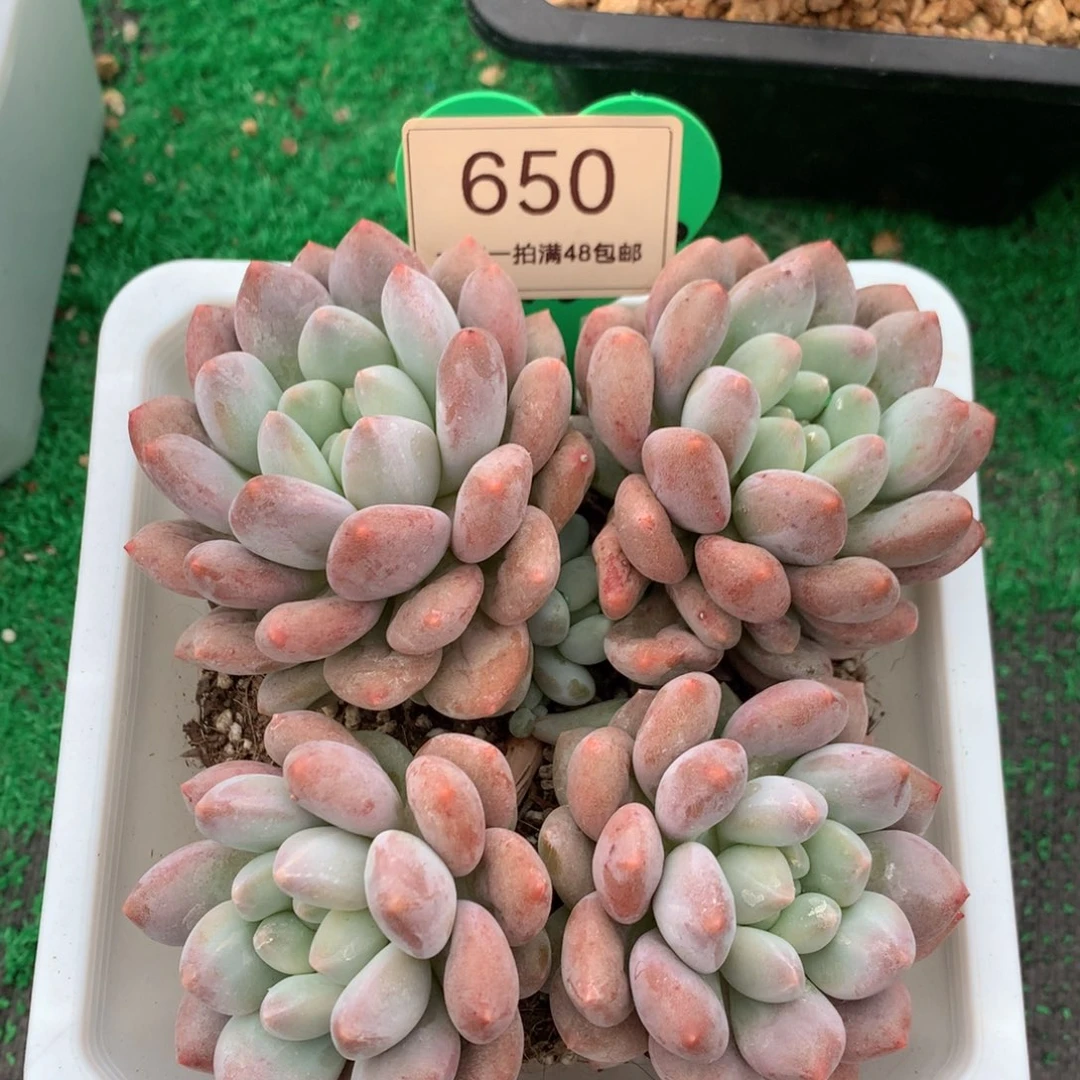 半夏老桩无砍平头650