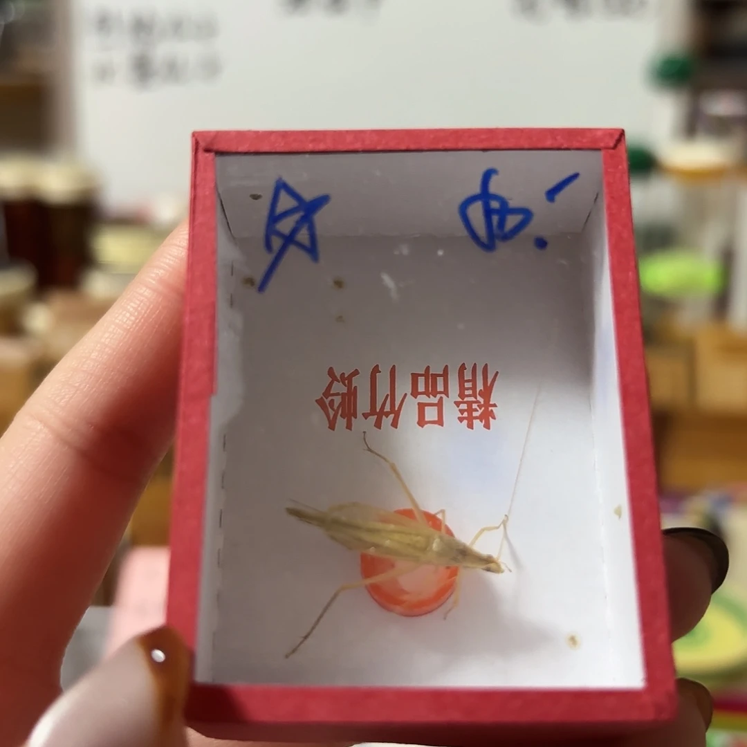 精品柬埔寨不包断须尾