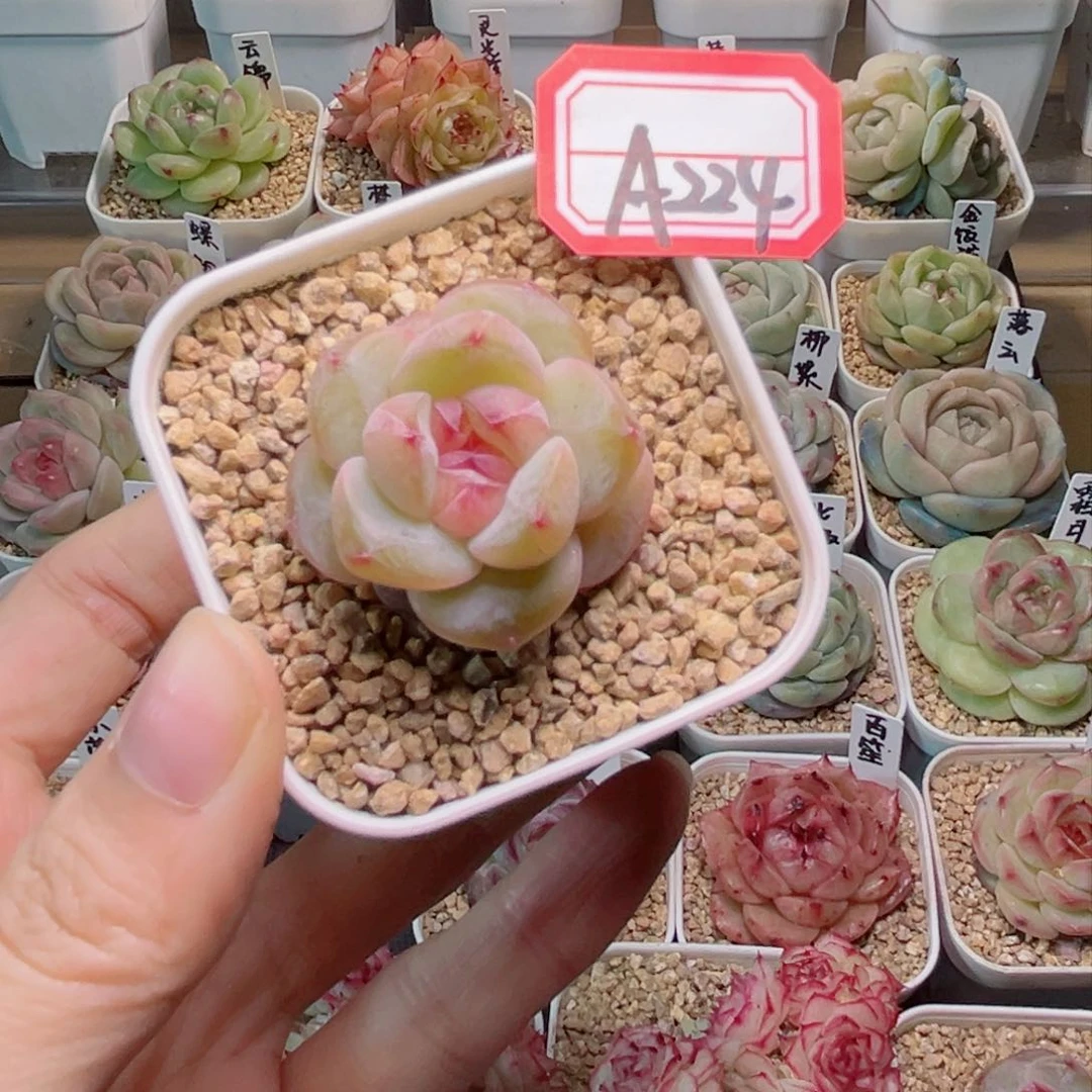 h****腩A224 霜露一物一拍