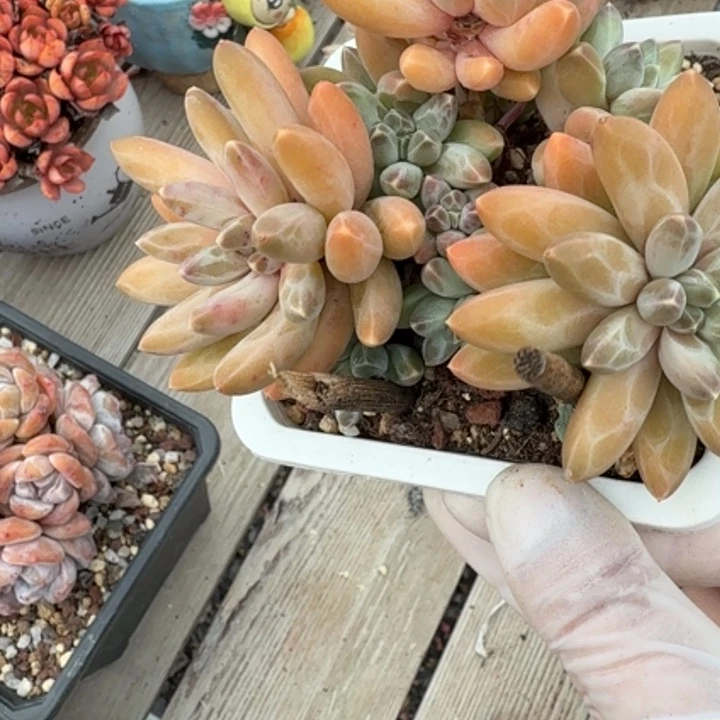 伊卡露斯群精品包邮